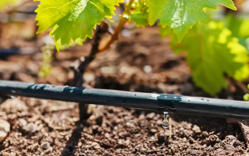 Multibar-F-su-Uva-Fotomontaggio-1024x683-1